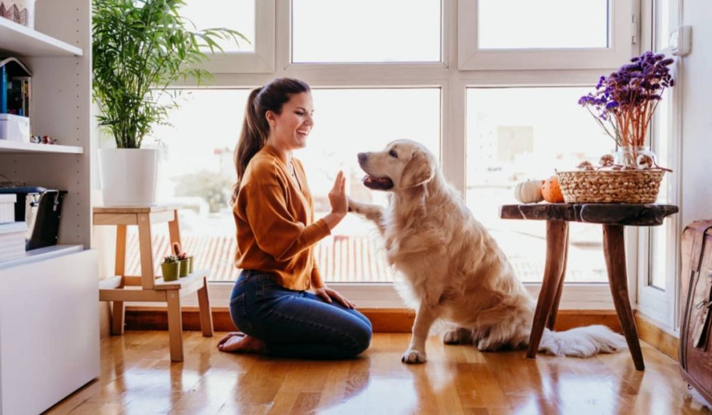 آموزش نگهداری سگ در خانه و آپارتمان + مجور، قانون و عواقب آن