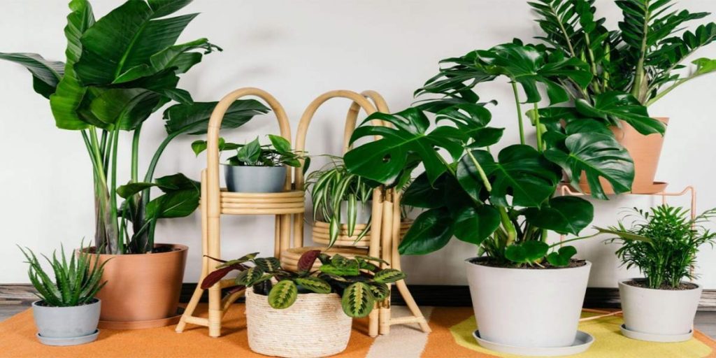 Resistant and shade loving houseplants1